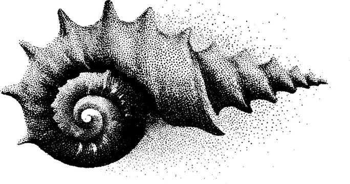 Intricate dotwork stipple illustration of a seashell for nature art design
