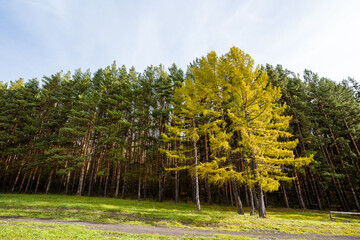 Obraz premium In a dense forest, there exists a beautiful row of trees, each adorned with vibrant yellow leaves, creating a stunning visual that showcases the splendor of autumns natural beauty