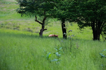 Highland cattle grazing in temperate grassland near deciduous forest edge