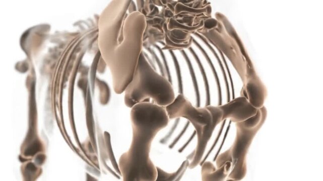 Anatomical Dog Skeleton with Bone and Joint Pain Illustration Canine Anatomy Science Musculoskeletal Veterinary Health