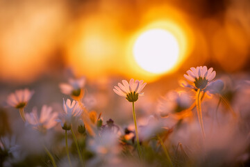 White daisy flowers in meadow at sunset with warm golden backlight and dreamy bokeh, peaceful evening mood. Generative AI.