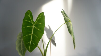 알로카시아 프라이덱 식물