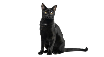 Isolated graceful sleek black cat with yellow eyes, sitting still looking at viewer intently