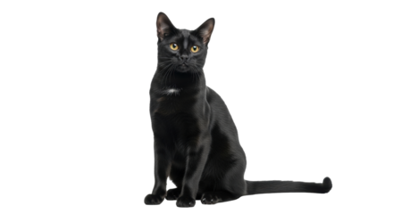 Isolated graceful sleek black cat with yellow eyes, sitting still looking at viewer intently