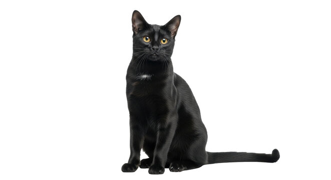 Isolated graceful sleek black cat with yellow eyes, sitting still looking at viewer intently