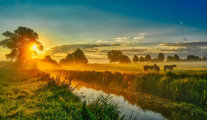 Nebliger Morgen auf einer Wise im Herbst