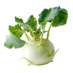 Kohlrabi fresh garden vegetable healthy choice