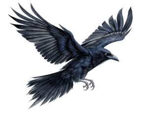 Obraz premium majestic black raven in flight with wings spread against dark background