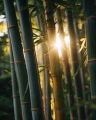 Sunlight filters through tall bamboo stalks, creating serene and natural atmosphere. green and yellow hues add to tranquil scene