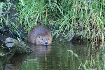 Beaver sitting in the water close to the riverbank