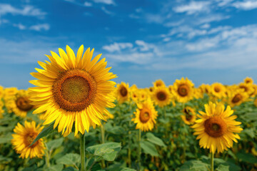 Vibrant sunflower field under bright blue sky creates vivid summer scene