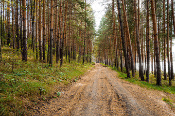 A winding dirt road meanders through a lush pine forest, providing a serene and tranquil escape into the peaceful embrace of the natural world that surrounds us here in nature