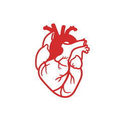 Minimalist Red Human Anatomical Heart Vector Illustration with Outlines