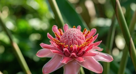 Close-up of a vibrant pink flower