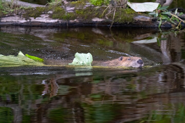 Beaver swimming along a river pulling a branch with leaves