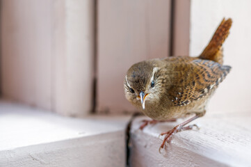 Closeup of bird, Eurasian wren (Troglodytes troglodytes) or northern wren indoors, closeup of Eurasian wren (Troglodytes troglodytes) small bird looking through glass, artistic view of wren inside