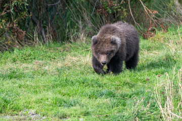 Alaskan brown bear cub standing in the grass