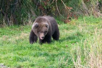 Fototapeta premium Alaskan brown bear cub standing in the grass