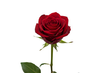 Classic Brown Plush Teddy Bear with Patterned Bow on White Background - Children's Comfort Toy and Gift Concept isolated on transparent background