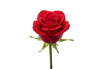 Striking Red Rose Bloom on Dark Backdrop isolated on transparent background