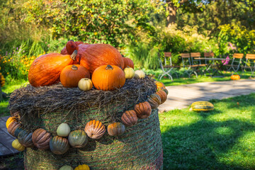 Autumn pumpkins decoration in park, garden, patio or terrace