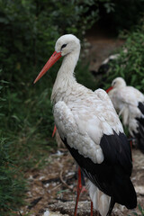 White stork with black wingtips and a red beak standing in a green natural environment.