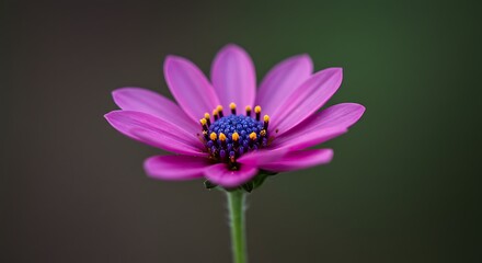 A vibrant purple daisy-like flower with a blue and yellow center stands out against a soft, blurred dark background.