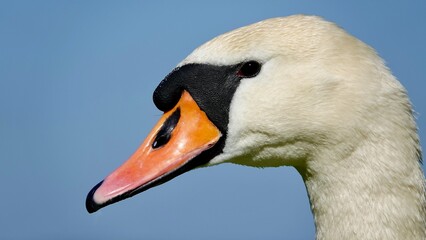 Obraz premium Schwan, Schwäne am Ufer und im Wasser