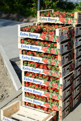 Fresh sweet strawberries in boxes. strawberry harvest. berries are sold in the supermarket. Poland. Warsaw.