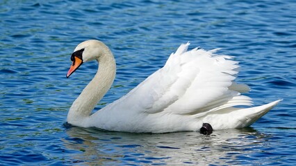Fototapeta premium Schwan, Schwäne am Ufer und im Wasser