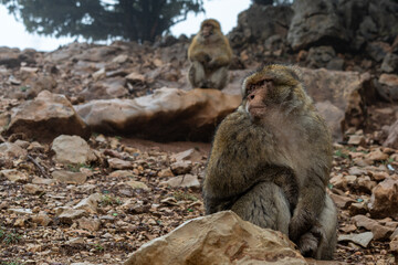 Obraz premium Barbary macaque