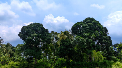 Obraz premium Lush Green of Trees Against a Cloudy Sky A Peaceful Scene