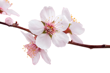 AI Image Blossoming almond branch against stark ebony backdrop a minimalist floral masterpiece