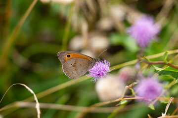 Large Meadow Brown Butterfly (Maniola jurtina) resting on a purple thistle in a sunlit field
Großes Ochsenauge
