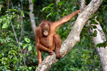Junger Orang-Utan der auf einem Ast sitzt und verlegen schaut
