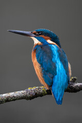 Kingfisher
