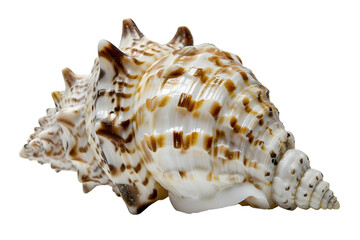 Fototapeta premium AI Image of a striking seashell with intricate textures and patterns against a stark black