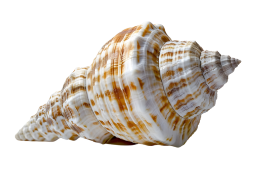 AI Image The intricate dance of light and shadow on a spiral seashell against a void backdrop