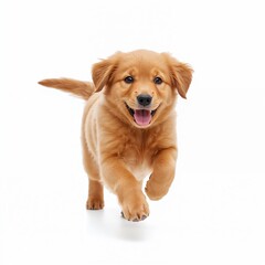 Golden retriever puppy running isolated on pure white background