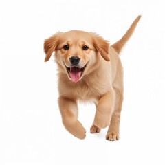Golden retriever puppy running isolated on pure white background