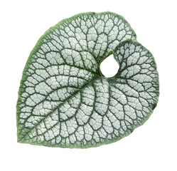 brunner large-leaved. texture of a large light leaf with dark veins isolated on a white background.