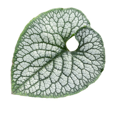 brunner large-leaved. texture of a large light leaf with dark veins isolated on a white background.