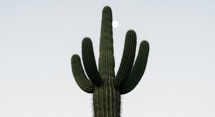 Cactus majestueux se dressant fi�rement sous une lune p�le. AI Generated
