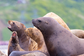 Fototapeta premium Steller sea lion's rookery. Nevelsk, Sahalinskaya Oblast, Russia
