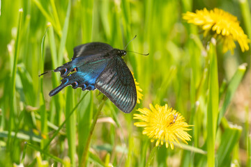 Papilio maackii butterfly sits on yellow dandelions