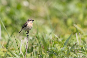 A female Whinchat (Saxicola rubetra) perched on a blade of grass. Close-up.