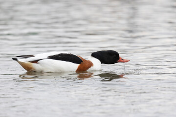 Common Shelduck Duck Swimming in Water, Close-up