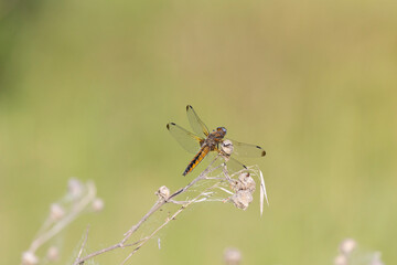 Dragonfly sits on dry grass on a green background close up