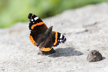 A close-up of the Vanessa Atalanta or red admiral butterfly