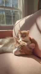 Cozy Kittens Relaxing Together on a Soft Couch in Sunlight